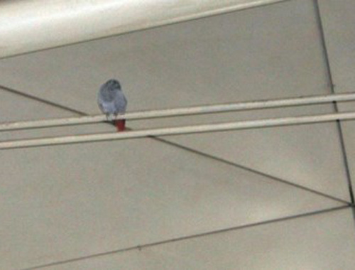 Havalimanı'nda 'papağan' kovalamacası