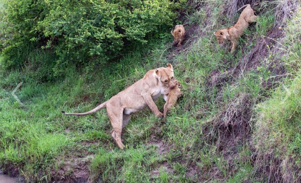 Yavru aslanların yaşam mücadelesi