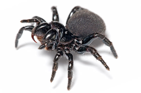 Tarantula örümceğinin vücuda inanılmaz faydaları