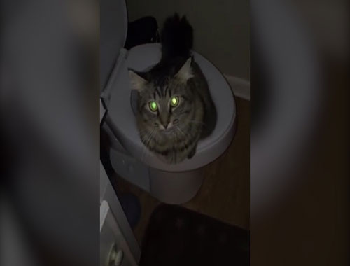 İnsan gibi tuvaletini yapan akıllı kedi