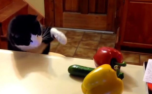 Kediler salatalıktan neden korkar?