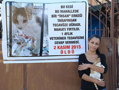 Mersin'de kediye tecavüz mahalle karıştı