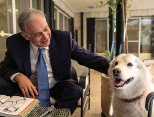 Netanyahu'nun köpeği krize konu oldu!