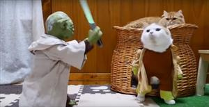 Usta Yoda'dan kedilere ışın kılıcı dersi