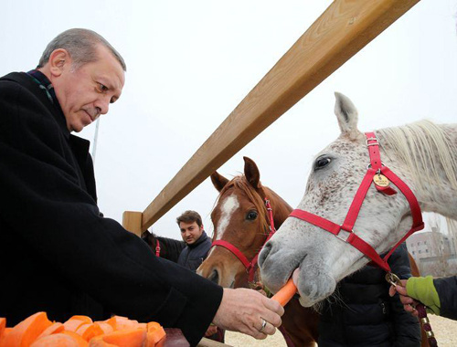 Erdoğan  atlı tedavi merkezini ziyaret etti