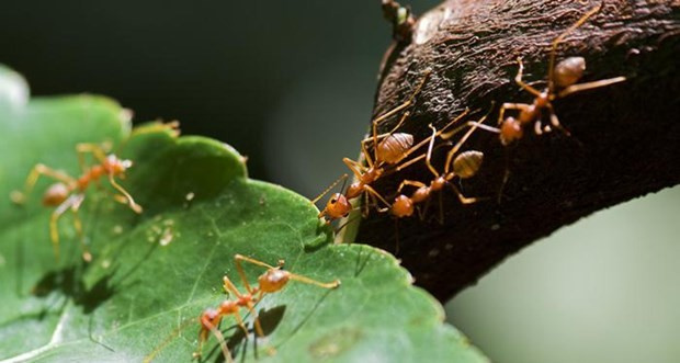 Penisin boyu karıncaların tuvaleti sıradışı...