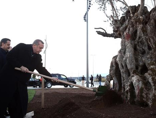 Erdoğan'dan 945 yıllık ağaca cansuyu
