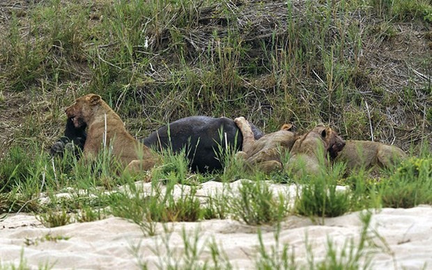 Doğada büyük mücadele! Beş aslan bir bufaloya karşı...