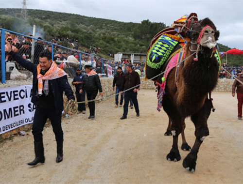 Bodrum'da deve güreşi festivali