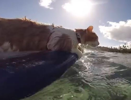  Sörf yapmaya bayılan sevimli kedi