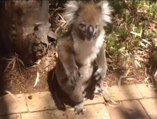 Ağaçtan kovulduktan sonra ağlayan koala