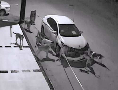Sokak köpekleri otomobili parçaladı!