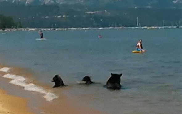 Anne ayı ve yavruları denizde böyle eğlendi