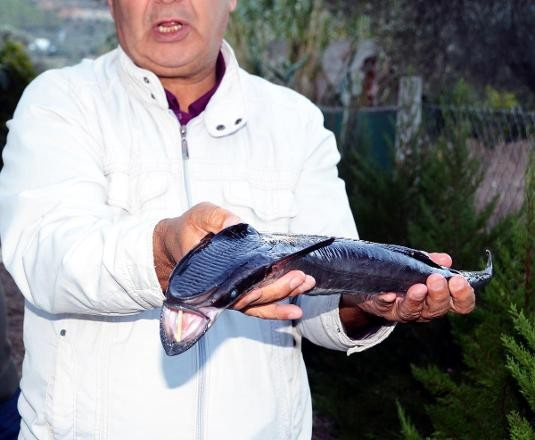 Türkiye'de ilk kez görüldü balıkçılar şoke oldu