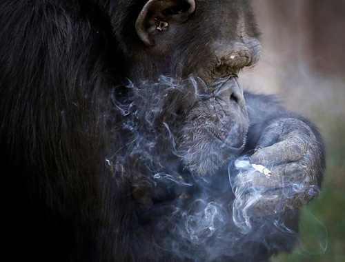 Bu şempanze günde 1 paket sigara içiyor