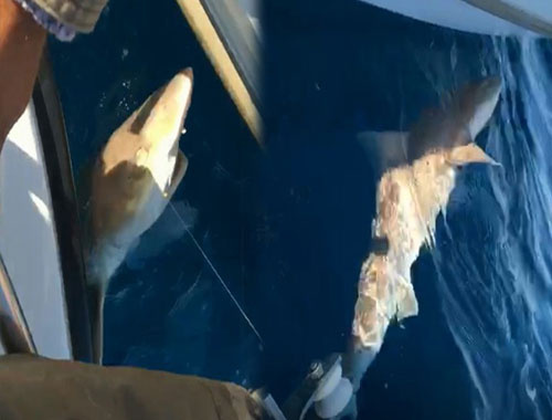 Oltasına 2 metre boyunda köpekbalığı takıldı