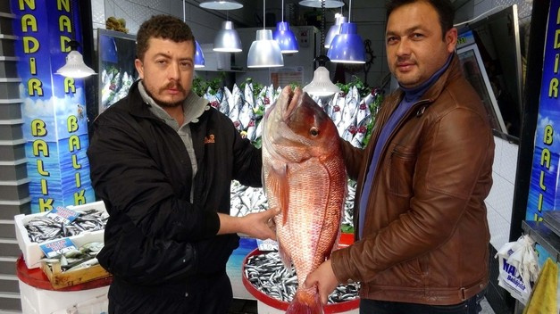 Amatör balıkçıdan dev yakalayış! Bu boyutta nadiren yakalanıyor