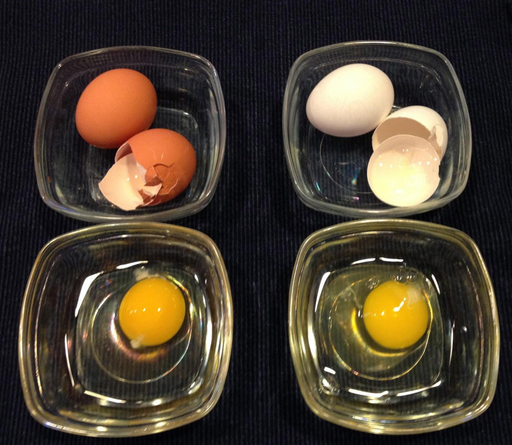 Beyaz yumurta mı, kahverengi yumurta mı?