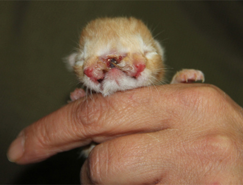 3 gözlü, 2 burunlu doğan kedi görenleri şaşırttı!