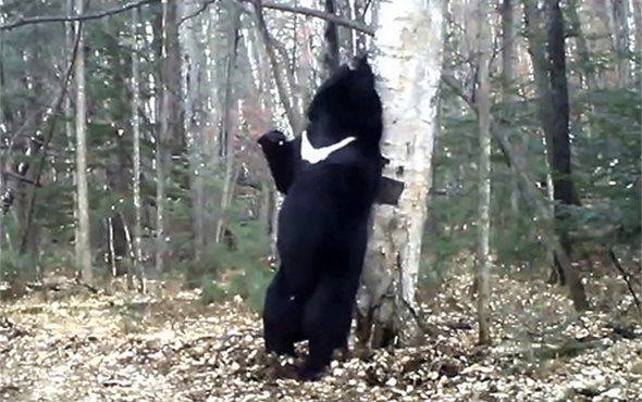 BBC'den kaşınan ayılara eğlenceli klip
