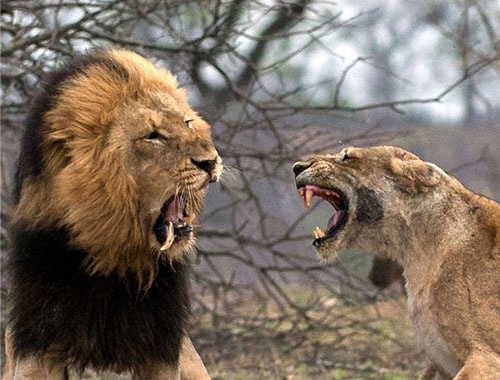 Erkek ve dişi aslanın kavgası böyle görüntülendi