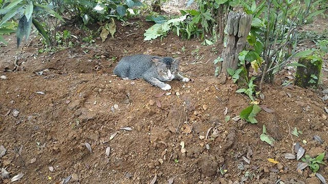 Sahibinin mezarından ayrılmayan kedi