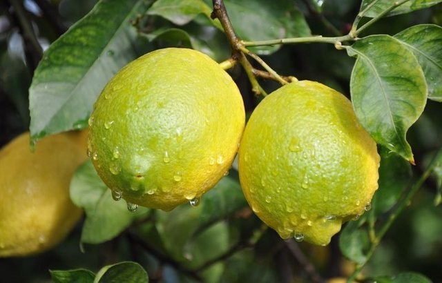 Limonun faydaları öğleden sonra enerji kaybı mı hissediyorsunuz?