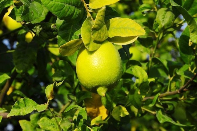 Limonun faydaları öğleden sonra enerji kaybı mı hissediyorsunuz?