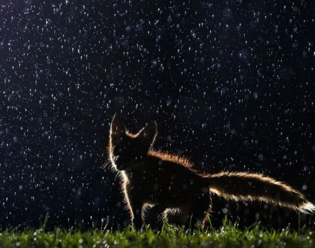 2016 National Geographic en iyi doğa fotoğrafları