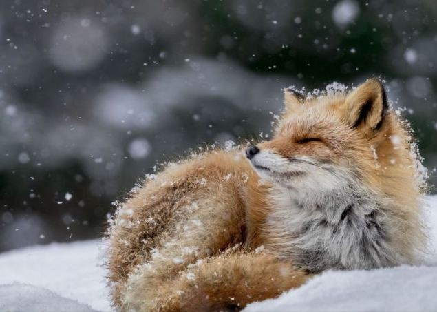 2016 National Geographic en iyi doğa fotoğrafları