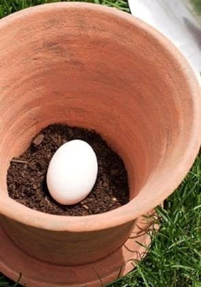 Toprağa yumurta koyun 6 hafta sonra bakın ne oluyor