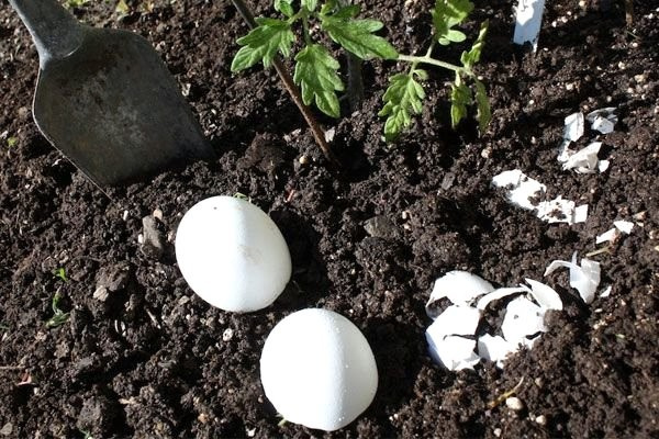 Toprağa yumurta koyun 6 hafta sonra bakın ne oluyor