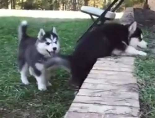 Kardeşine yardım eden minik husky