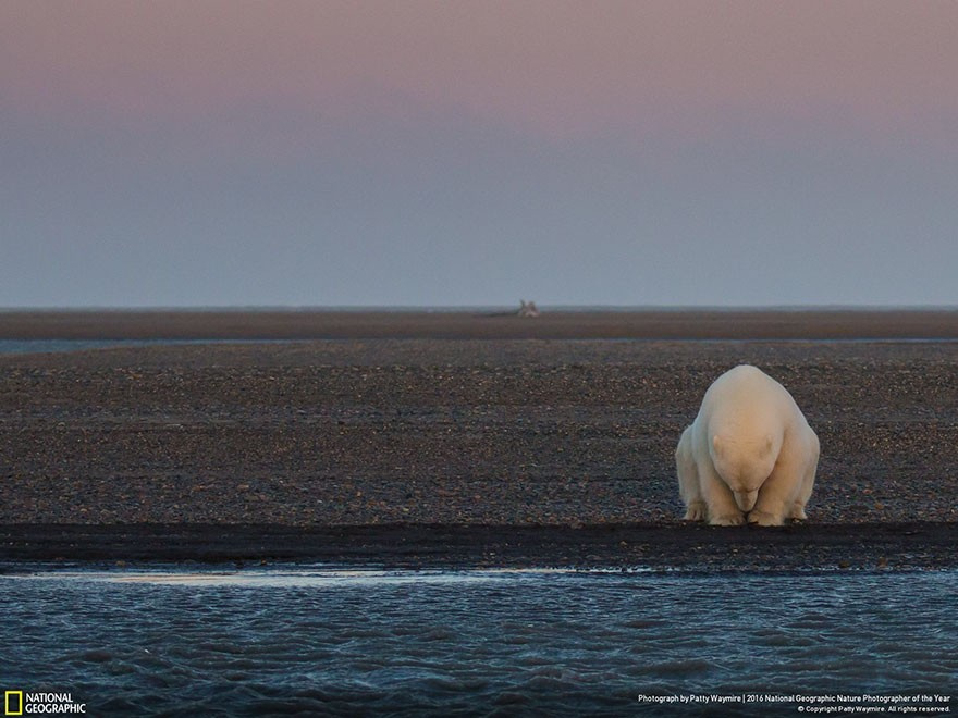 National Geographic'in ödüllü fotoğrafına bakın