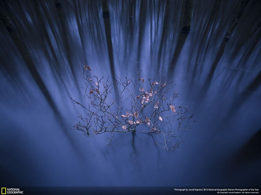 National Geographic'in ödüllü fotoğrafına bakın