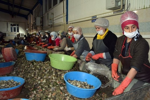  Japonya'ya Karadeniz salyangozu