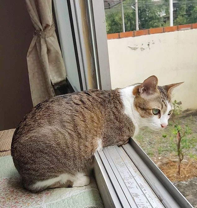 'İki ayaklı kedi' sosyal medyayı bakın nasıl salladı 