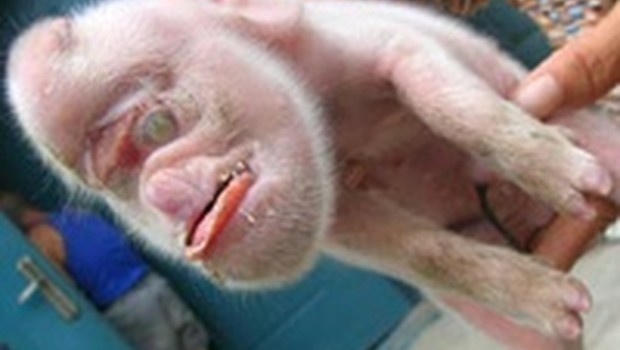 Bilim dünyası şokta maymun suratlı domuz...