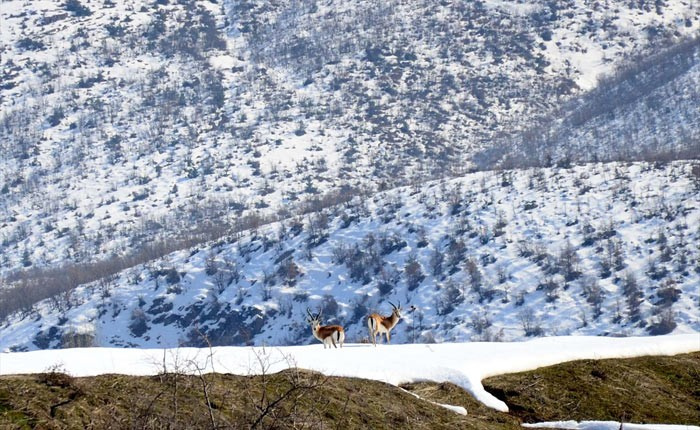 Bitlis'te makinesini kapan ceylan çekmeye gitti