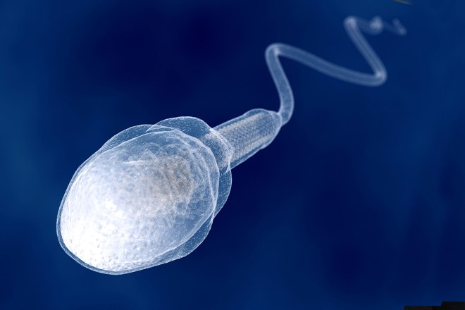 Kök hücreden sperm üretildi!