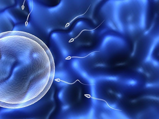 Kök hücreden sperm üretildi!