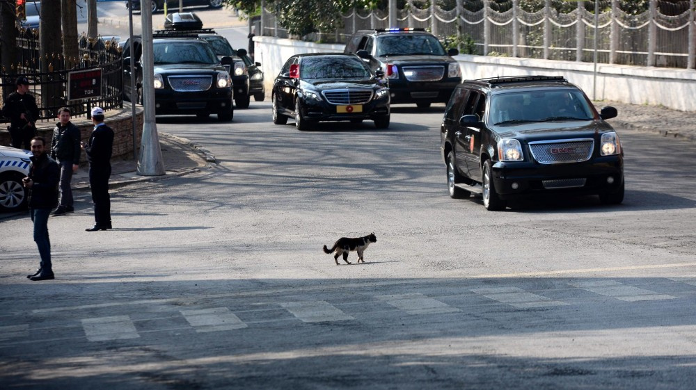 Erdoğan konvoyuna kedi sürprizi