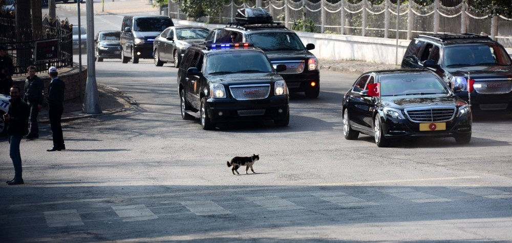 Erdoğan konvoyuna kedi sürprizi