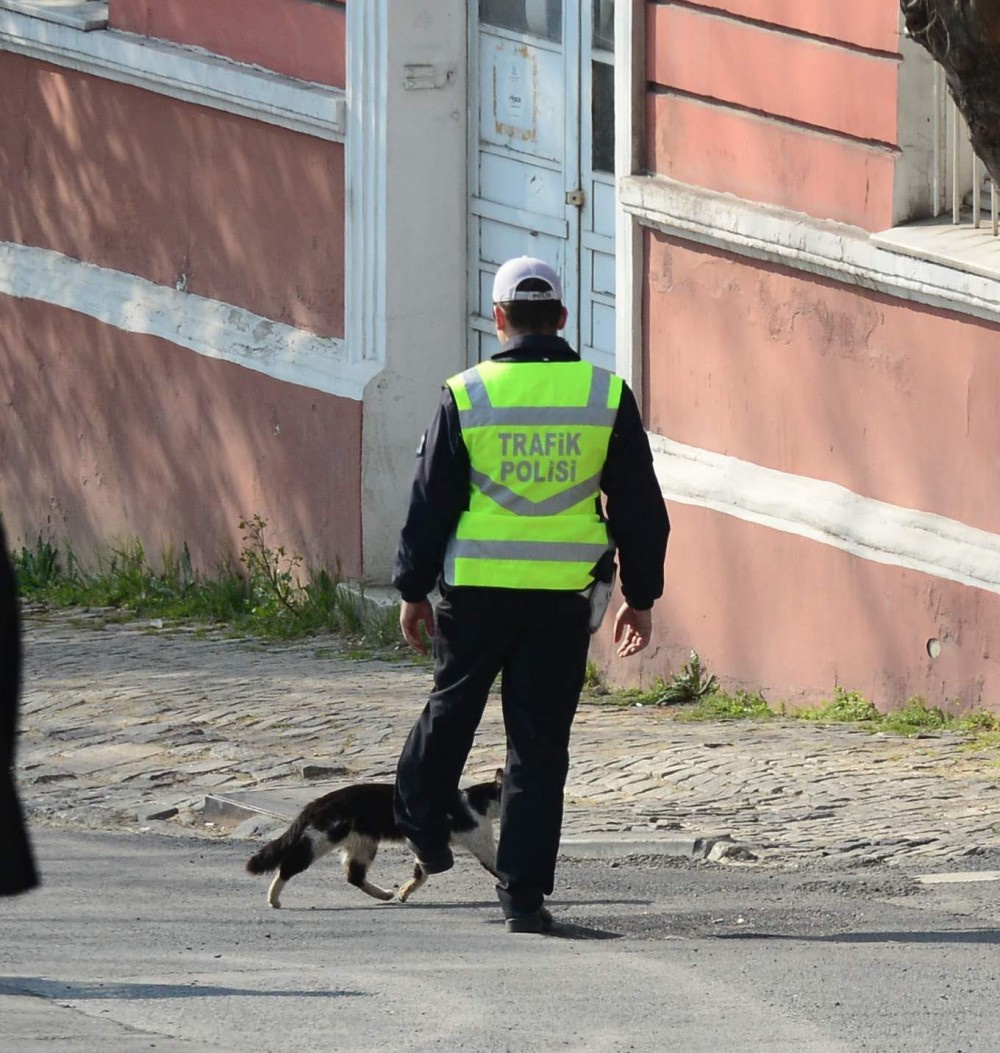 Erdoğan konvoyuna kedi sürprizi