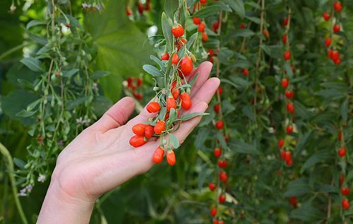 Goji berry'nin 10 muhteşem faydası