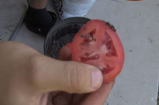 Saksının içine dört dilim domates koydu... Sonuca bakın