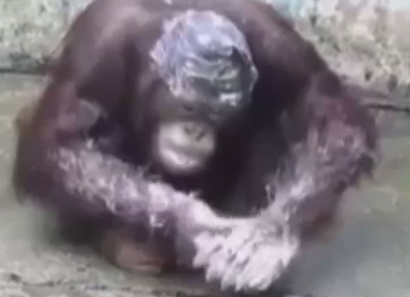 Hortumla yıkanan orangutan şaşırtıyor
