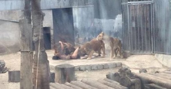 Kendini aslanlara atıp yem etti bakın o adam kimdi?