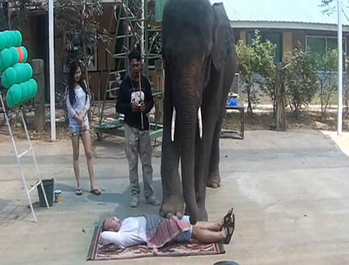 Masaj yapan fil dikkat çekiyor