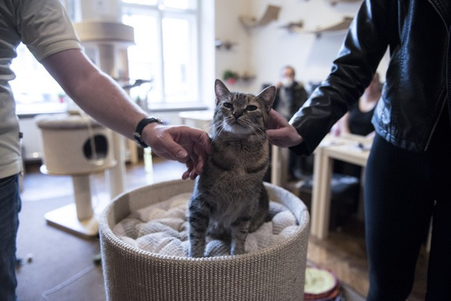 Kedi sevmek için kafeye gidiyorlar